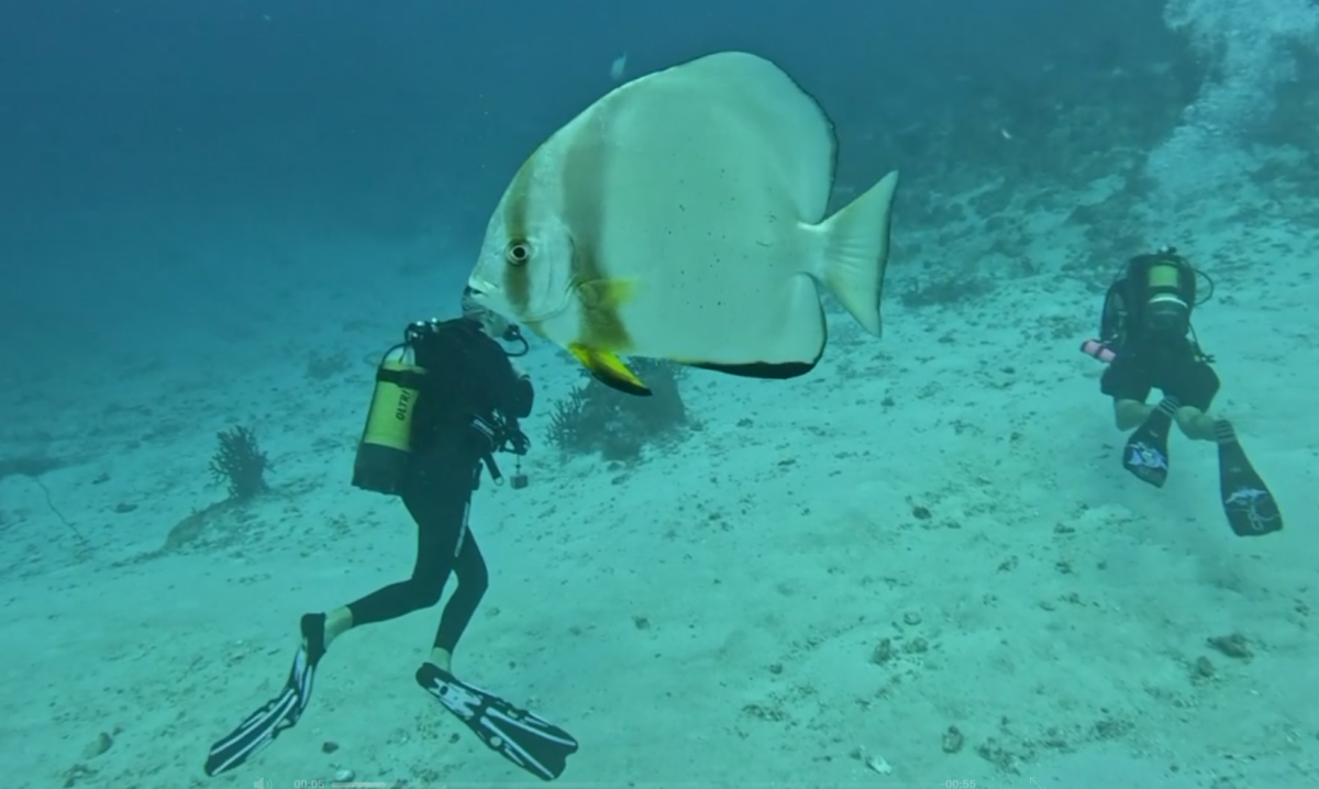 Groupe de plongeurs explorant les fonds marins après une sortie en bateau à La Trinité sur Mer
